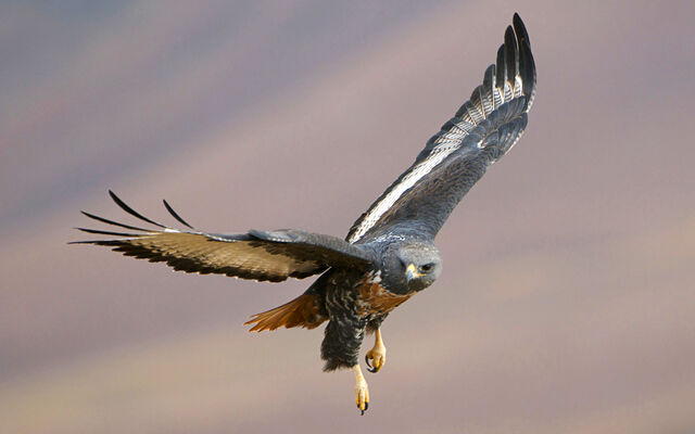 File:Birdsofprey16.jpg