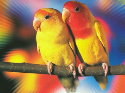 File:Love Birds.jpg