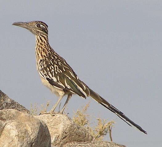 File:Roadrunner.jpg