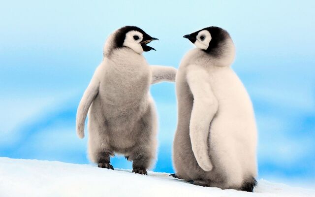 File:Emperor Penguins Snowhill.jpg