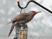 A Flicker on Flickr