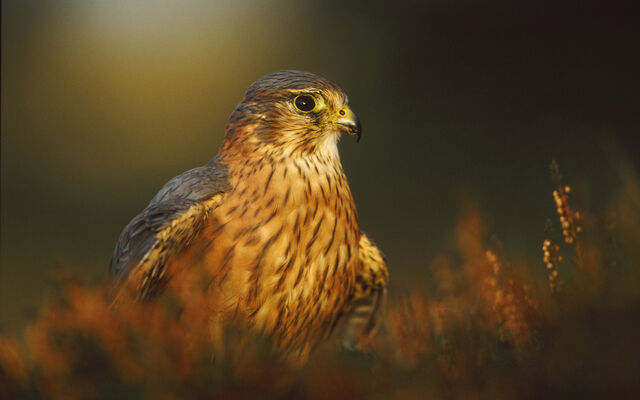 File:Birdsofprey15.jpg