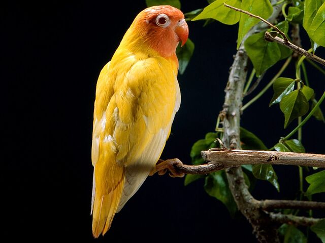 File:Yellow Love Bird.jpg