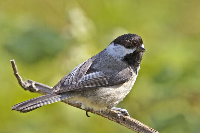 File:B-c chickadee.jpg