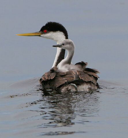 File:Western grebe.jpg