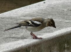 IMG-20160527-WA0001