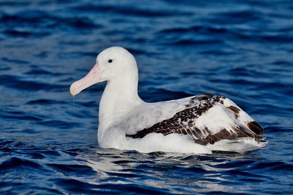 Wandering albatross