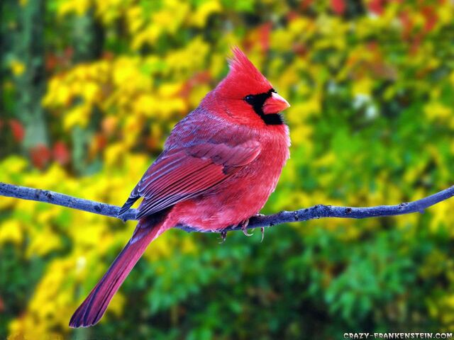 File:Fat Cardinal.jpg
