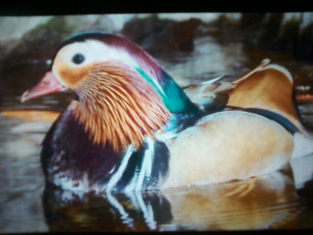 File:Mandarin Duck 01.jpg