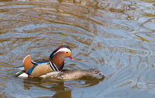 Mating Mandarin Ducks