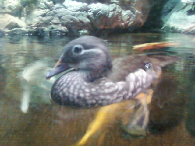 File:Mandarin Duck 02.jpg
