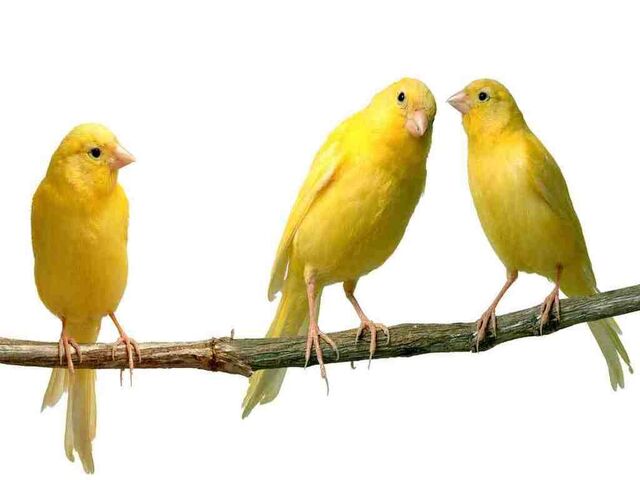 File:Three Yellow Canary Birds.jpg