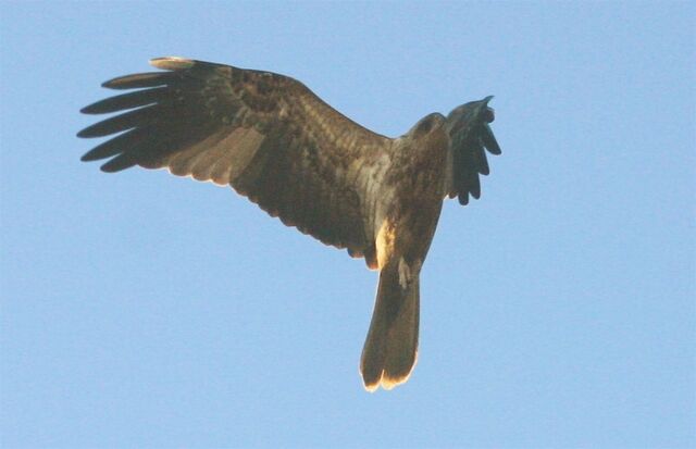 File:Eagle 4009.jpg