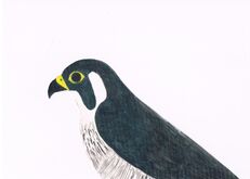 Falco pellegrino