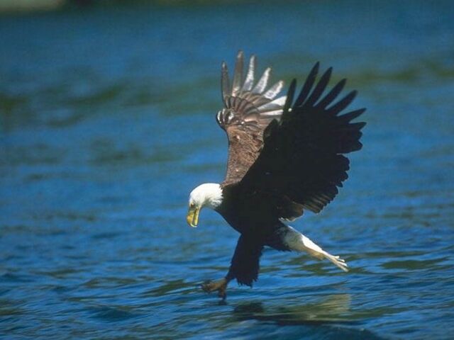 File:Fishing Eagle.jpg