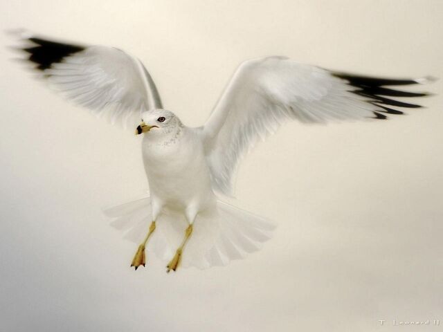 File:Flying Seagull.jpg