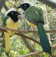 Green jays barcellona zoo