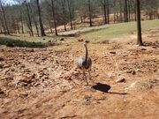 Emu