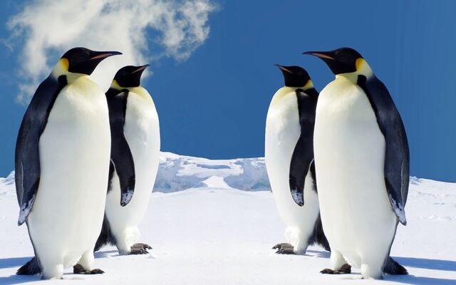 File:Penguins.jpg