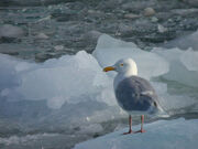 Glaucous Gull on Ice