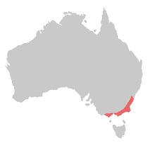 220px-Bird range gang-gang cockatoo