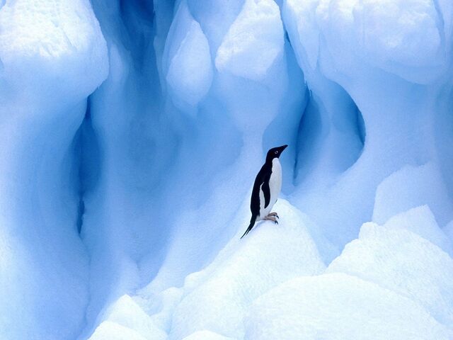 File:Lonely Penguin.jpg