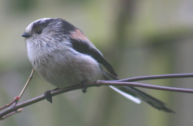 File:Long+tailed+tit-1964.jpg