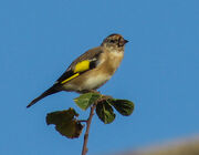 Young goldfinch