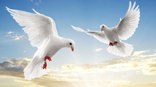 File:Dove Pair.jpg