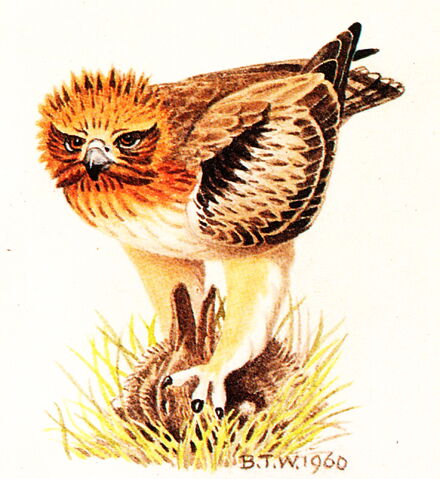 File:Bird paint .IMG.jpg