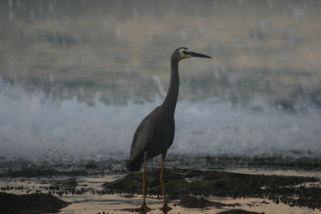 File:Heron IMG 3922.jpg