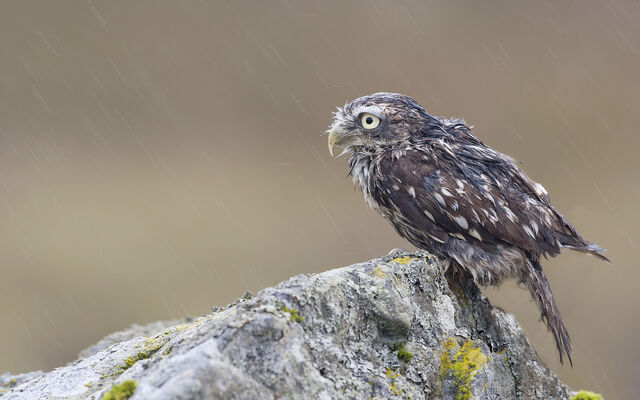 File:6 aidanfinn-littleowl.jpg