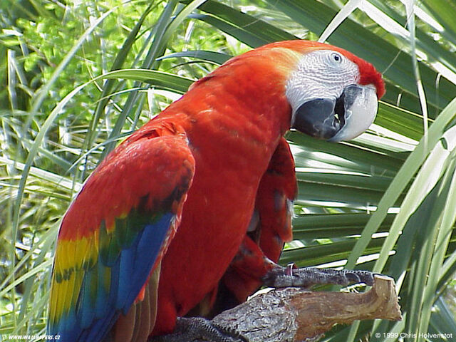 File:Macaw.jpg