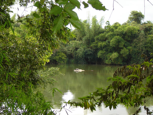 File:Ranganathitu+bird+sanctuary-5773.jpg
