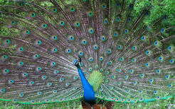 Beautifulbirds11