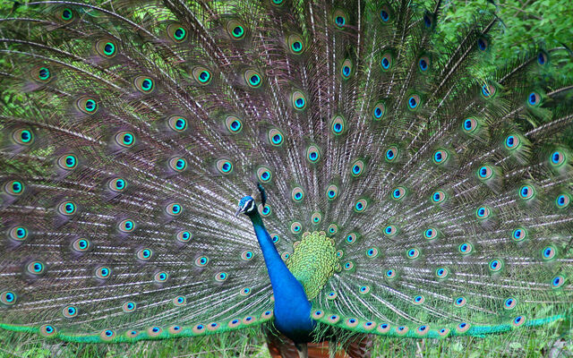 File:Beautifulbirds11.jpg