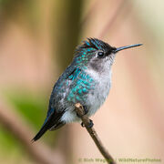 Female bee hummingbird