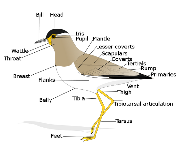 File:Birdmorphology.png