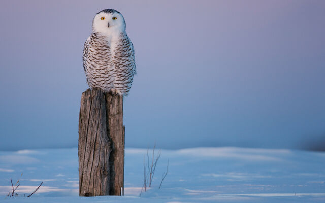 File:Birdsofprey14.jpg