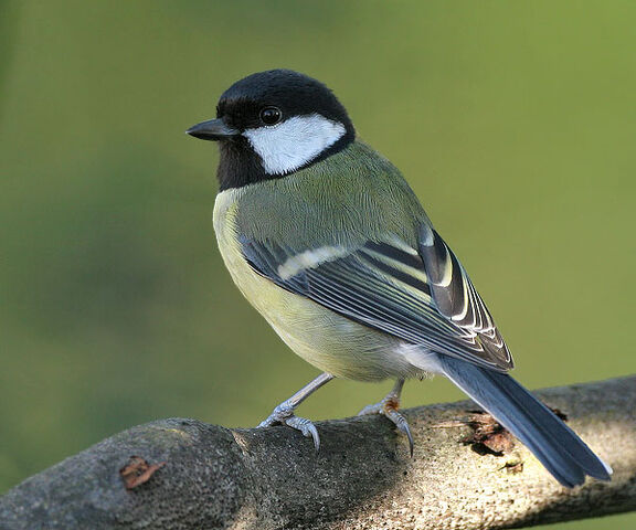 File:Chicadee.jpg