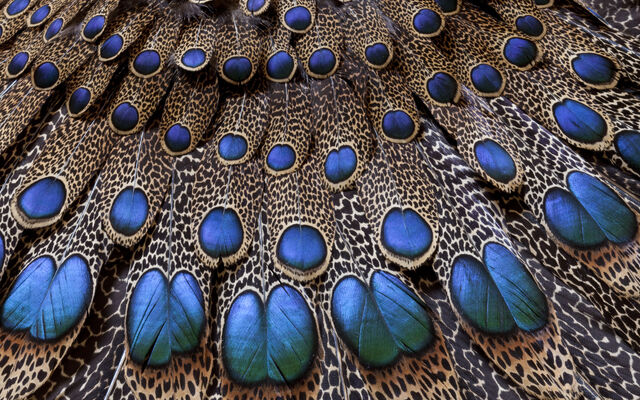 File:Beautifulbirds9.jpg