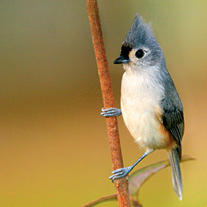 File:Tufted Tit Mouse.jpg