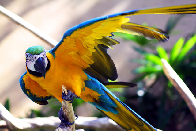 File:Come+fly+with+me-4573.jpg