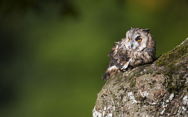 File:8 aidanfinn-longearedowl.jpg