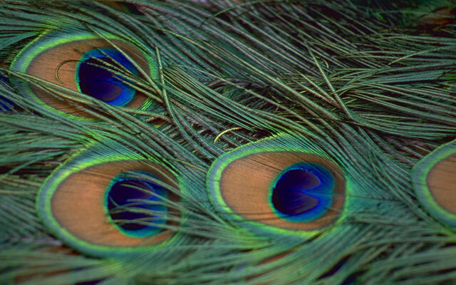 File:Beautifulbirds13.jpg