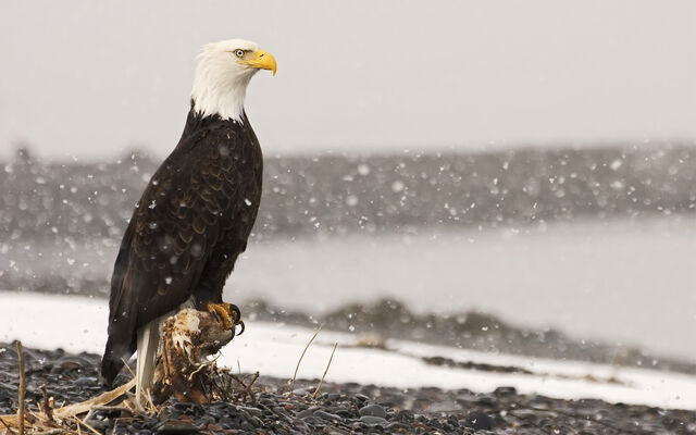 File:Birdsofprey5.jpg