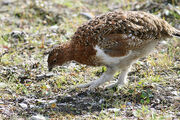 Lagopus lagopus (Willow Ptarmigan)