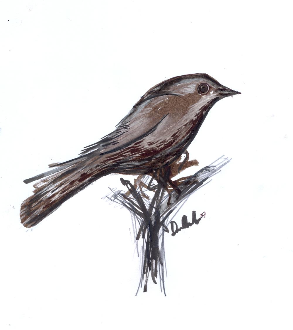 image nightingale drawing 2134 jpg birds wiki fandom image nightingale drawing 2134 jpg birds wiki fandom