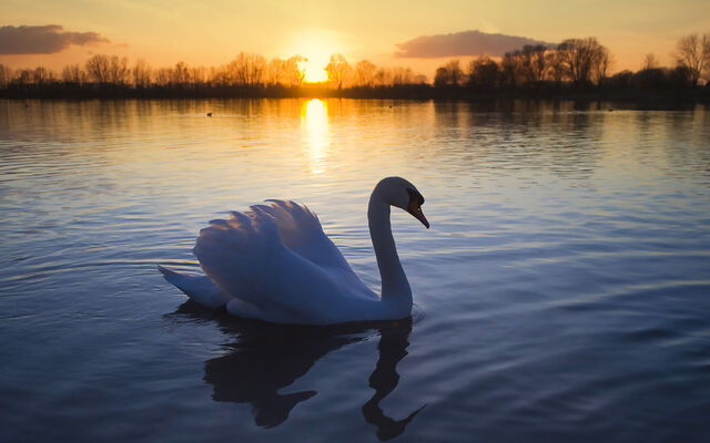 File:Beautifulbirds14.jpg