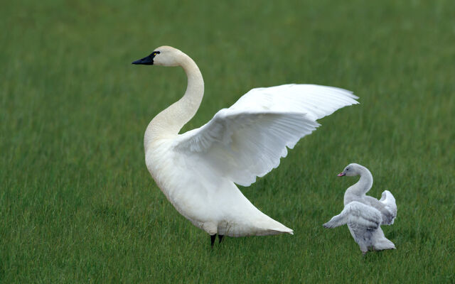 File:Beautifulbirds7.jpg